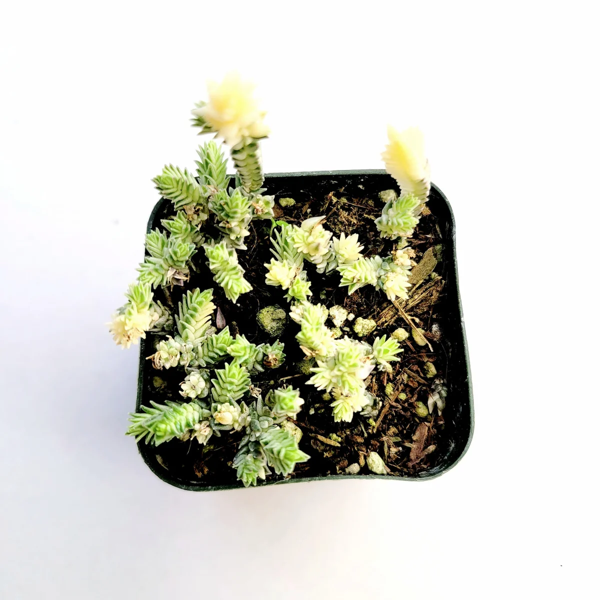 Crassula muscosa f. variegata 'Watch Chain' Succulent Live Plant Indoor - Image 3