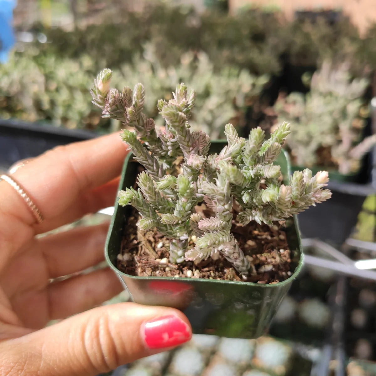 Crassula muscosa f. variegata 'Watch Chain' Succulent Live Plant Indoor - Image 4