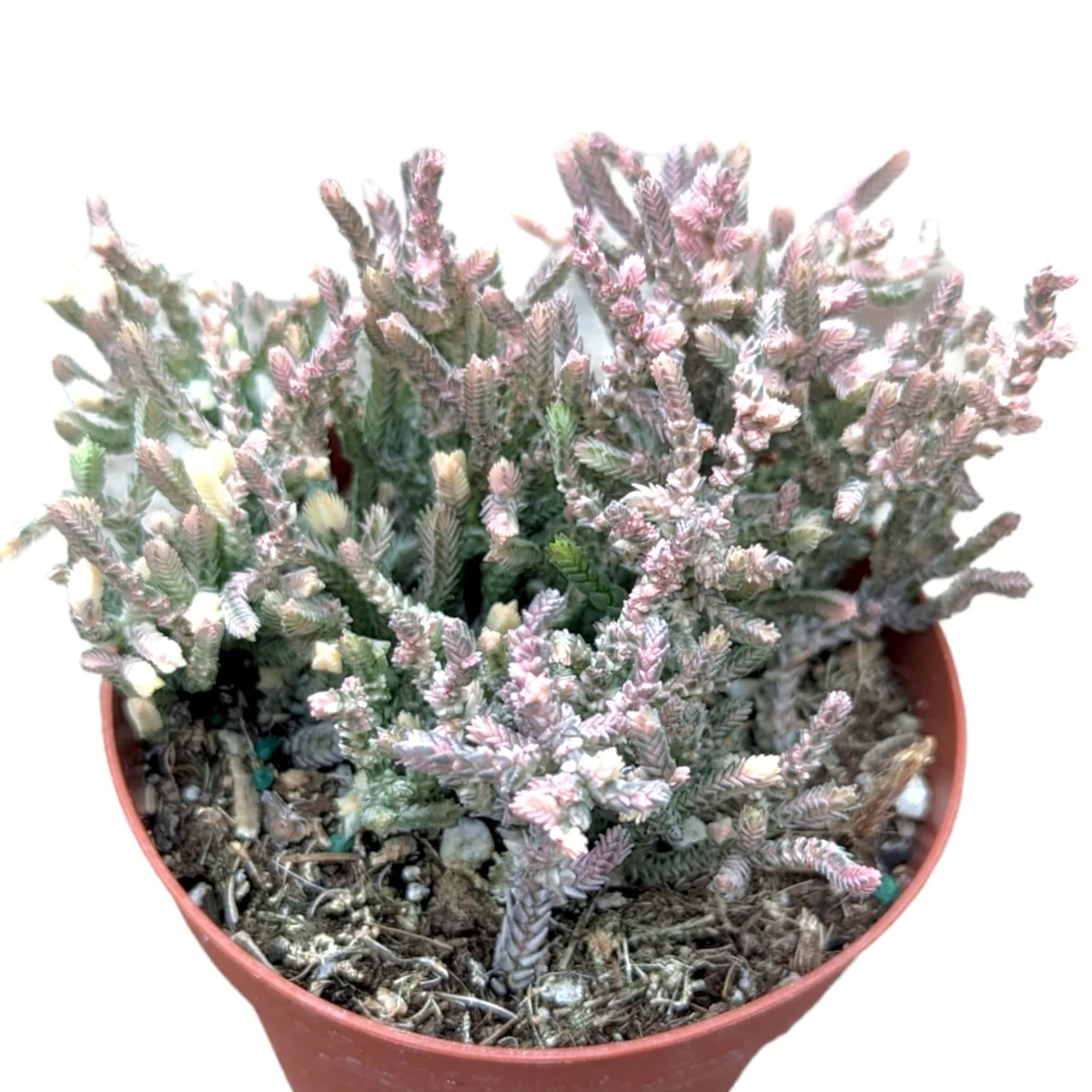 Crassula muscosa f. variegata 'Watch Chain' Succulent Live Plant Indoor - Image 1