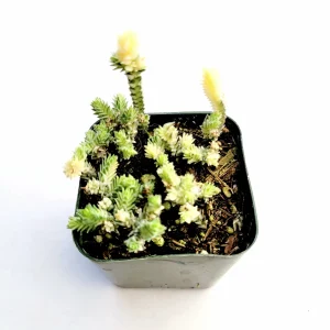 Crassula Muscosa Variegata 'Watch Chain' Succulent Plant Live - Indoor/Outdoor - Image 2