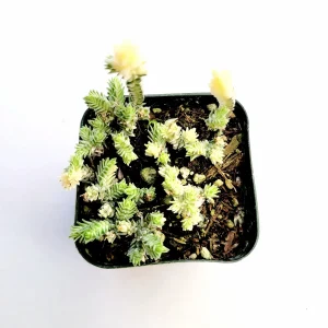 Crassula Muscosa Variegata 'Watch Chain' Succulent Plant Live - Indoor/Outdoor - Image 3