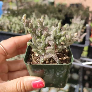 Crassula Muscosa Variegata 'Watch Chain' Succulent Plant Live - Indoor/Outdoor - Image 5