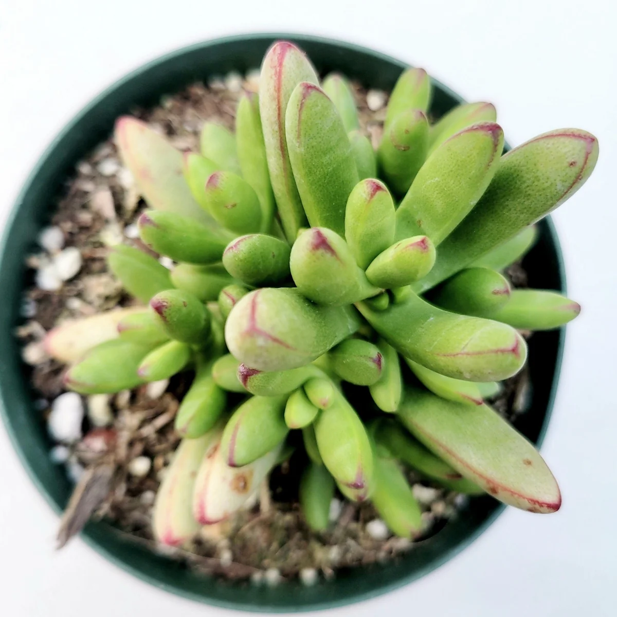 Crassula nudicaulis var. herrei Succulent Live Plant - Easy Care Indoor/Outdoor - Image 2