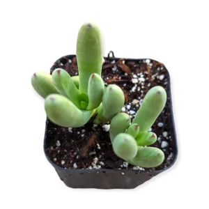 Crassula nudicaulis var. herrei Succulent Live Plant - Easy Care Indoor/Outdoor - Image 3