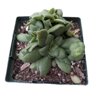 Crassula orbicularis Succulent Live Plant – Easy Care, Beginner Friendly - Image 3