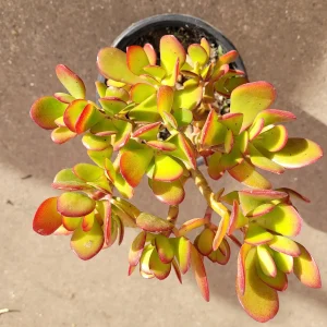 Crassula ovata - Classic Jade Succulent Live Plant | Drought-Tolerant Houseplant - Image 5