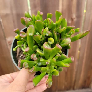 Crassula ovata 'ET's Fingers' Jade Succulent Live Plant - Image 3