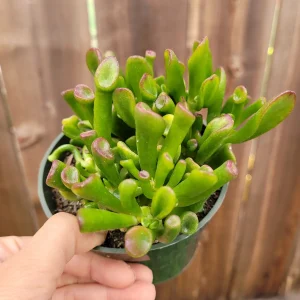 Crassula ovata 'ET's Fingers' Jade Succulent Live Plant - Image 4