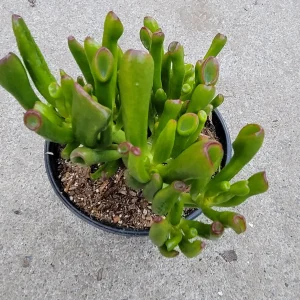 Crassula ovata 'ET's Fingers' Jade Succulent Live Plant - Image 5