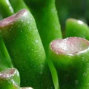 Crassula Ovata Gollum Live Plant - Shrek's Ear Jade - 2.5" Pot Houseplant - Image 2