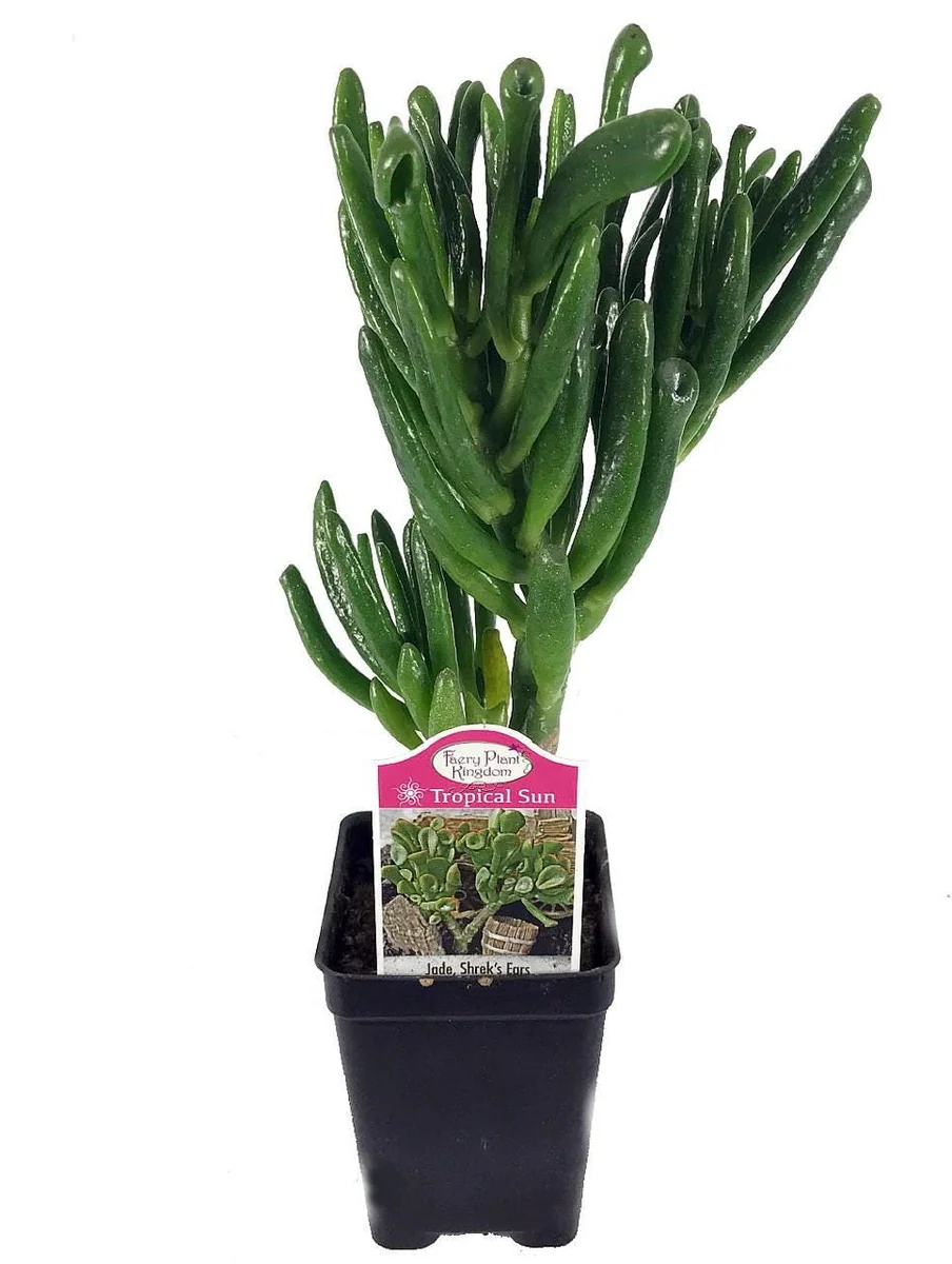 Crassula Ovata Gollum Live Plant - Shrek's Ear Jade - 2.5" Pot Houseplant - Image 1