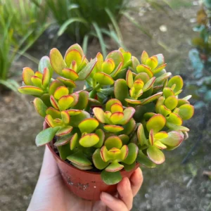 Crassula Ovata Jade Plant - Live Succulent Houseplant in 4'' Pot - Image 2