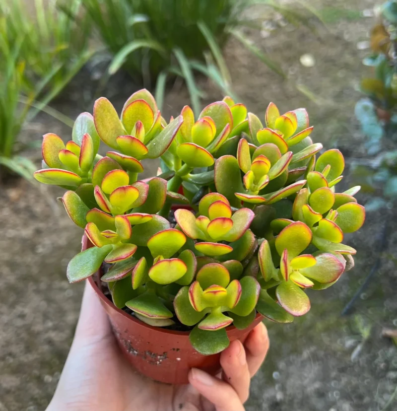 Crassula Ovata Jade Plant - Live Succulent Houseplant in 4'' Pot