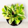 Crassula ovata 'Lemon and Lime' Variegated Jade Succulent Live Plant | 2-4 Inch Pot - Image 1
