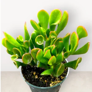 Crassula ovata 'Ogre's Ears' Succulent Plant - Live Jade Plant - Image 1