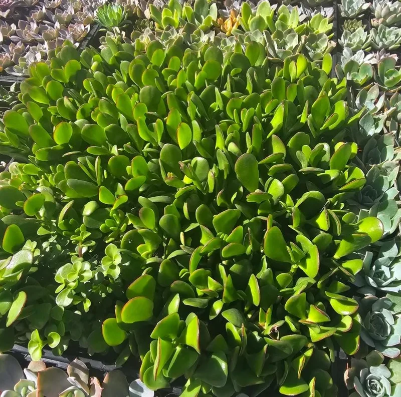 Crassula Ovata Succulent Live Plant - Jade Plant in 2in Pot - Low Maintenance Indoor - Image 3