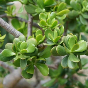 Crassula Ovata Succulent Live Plant - Jade Plant in 2in Pot - Low Maintenance Indoor - Image 4