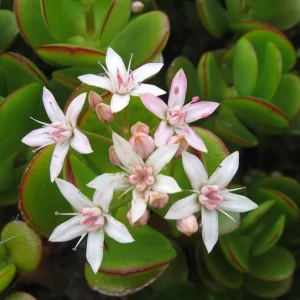 Crassula Ovata Succulent Live Plant - Jade Plant in 2in Pot - Low Maintenance Indoor - Image 5