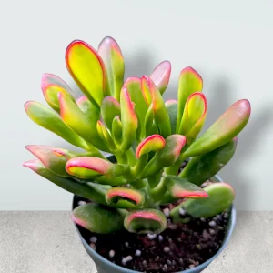 Crassula ovata Variegated 'ET's Fingers' Jade Succulent Plant Live - Image 1