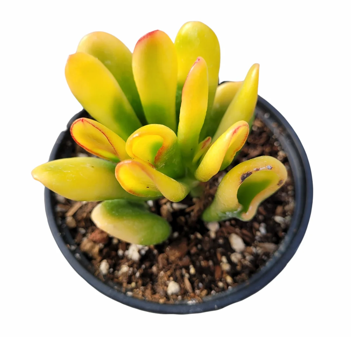 Crassula ovata Variegated 'ET's Fingers' Jade Succulent Plant Live - Image 2