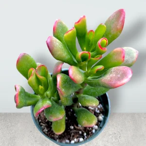 Crassula ovata Variegated 'ET's Fingers' Jade Succulent Plant Live - Image 3