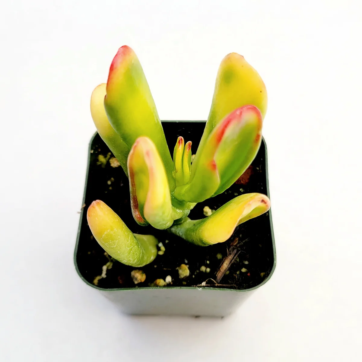 Crassula ovata Variegated 'ET's Fingers' Jade Succulent Plant Live - Image 4