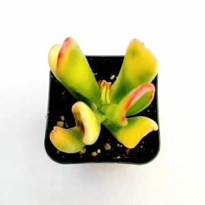 Crassula ovata Variegated 'ET's Fingers' Jade Succulent Plant Live - Image 5