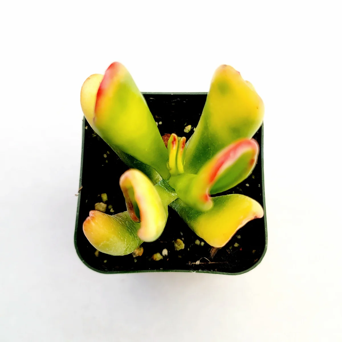 Crassula ovata Variegated 'ET's Fingers' Jade Succulent Plant Live - Image 5