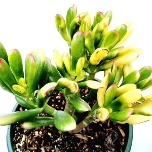 Crassula ovata Variegated 'ET's Fingers' Jade Succulent Plant Live - Image 6