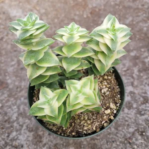 Crassula Perforata String of Buttons Variegata Succulent Live Plant - Image 4