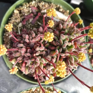 Crassula pubescens 'Jersey Pigmyweed' Live Succulent Plant - Easy Care, 2-4 Inch - Image 3