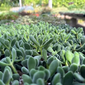 Crassula Rogersii Live Succulent Plant - Rare & Unique - 2 inch Pot - Image 6