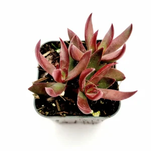 Crassula rubricaulis 'Butterfly Bush' Succulent Live Plant - Drought-Tolerant Crassula - Image 2