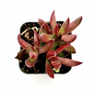Crassula rubricaulis 'Butterfly Bush' Succulent Live Plant - Drought-Tolerant Crassula - Image 1