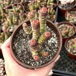 Crassula Rupestris Baby Necklace Live Succulent Plant in 4'' Pot - Image 2