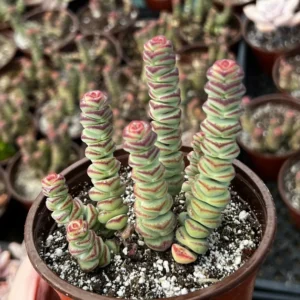 Crassula Rupestris Baby Necklace Live Succulent Plant in 4'' Pot - Image 1