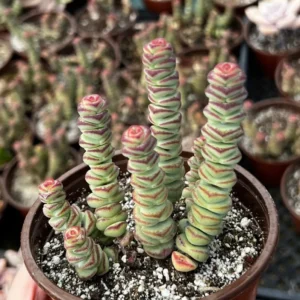 Crassula Rupestris Baby Necklace Succulent Live Plant - 2, 4, 6 inch pot options - Image 3