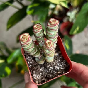 Crassula Rupestris Baby Necklace Succulent Live Plant - 2, 4, 6 inch pot options - Image 4