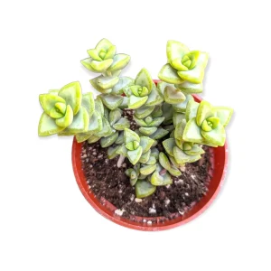 Crassula rupestris 'Rosary Vine' Succulent Live Plant - Triangular Leaves - Image 4