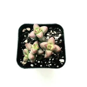 Crassula rupestris var. monticola Succulent Plant Live - Drought Tolerant - Image 2