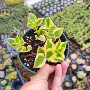 Crassula sarmentosa 'Comet' Variegata Succulent Plant - Green & Yellow Foliage - Image 3