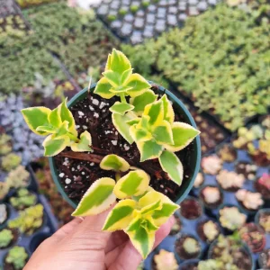 Crassula sarmentosa 'Comet' Variegata Succulent Plant - Green & Yellow Foliage - Image 4