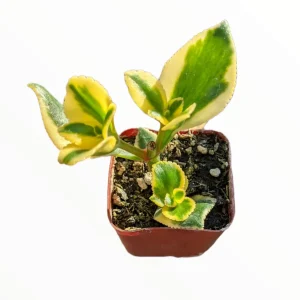 Crassula sarmentosa 'Comet' Variegata Succulent Plant - Green & Yellow Foliage - Image 5