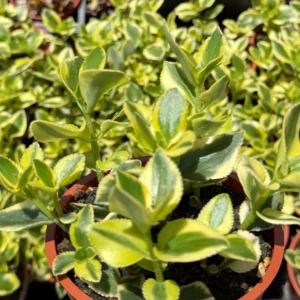 Crassula Sarmentosa Comet Variegated Live Succulent Plant - 4 inch Pot - Image 3