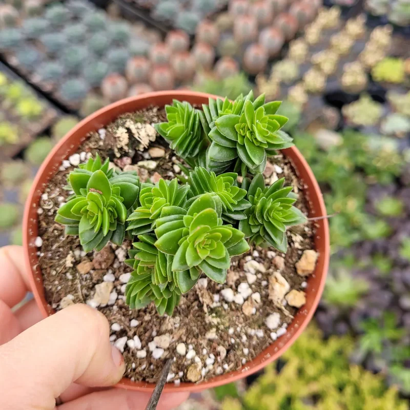 round leaf succulent Buy Cotyledon Orbiculata cv. Short Round Leaf Variegated Australia main image 0