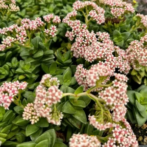 Crassula Springtime Live Succulent Plant - 2 inch or 4 inch Pot - Pink Flowers - Image 1