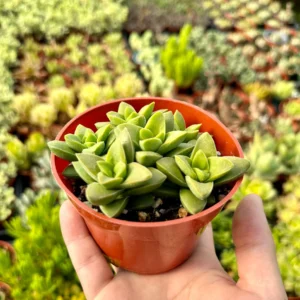 Crassula Springtime Live Succulent Plant - 2 inch or 4 inch Pot - Pink Flowers - Image 4
