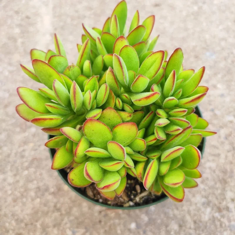 Crassula 'Money Maker' Succulent Plant - Easy Care