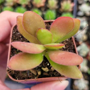 Crassula swaziensis 'Money Maker' Succulent Plant - Live Indoor/Outdoor Plant - Image 1