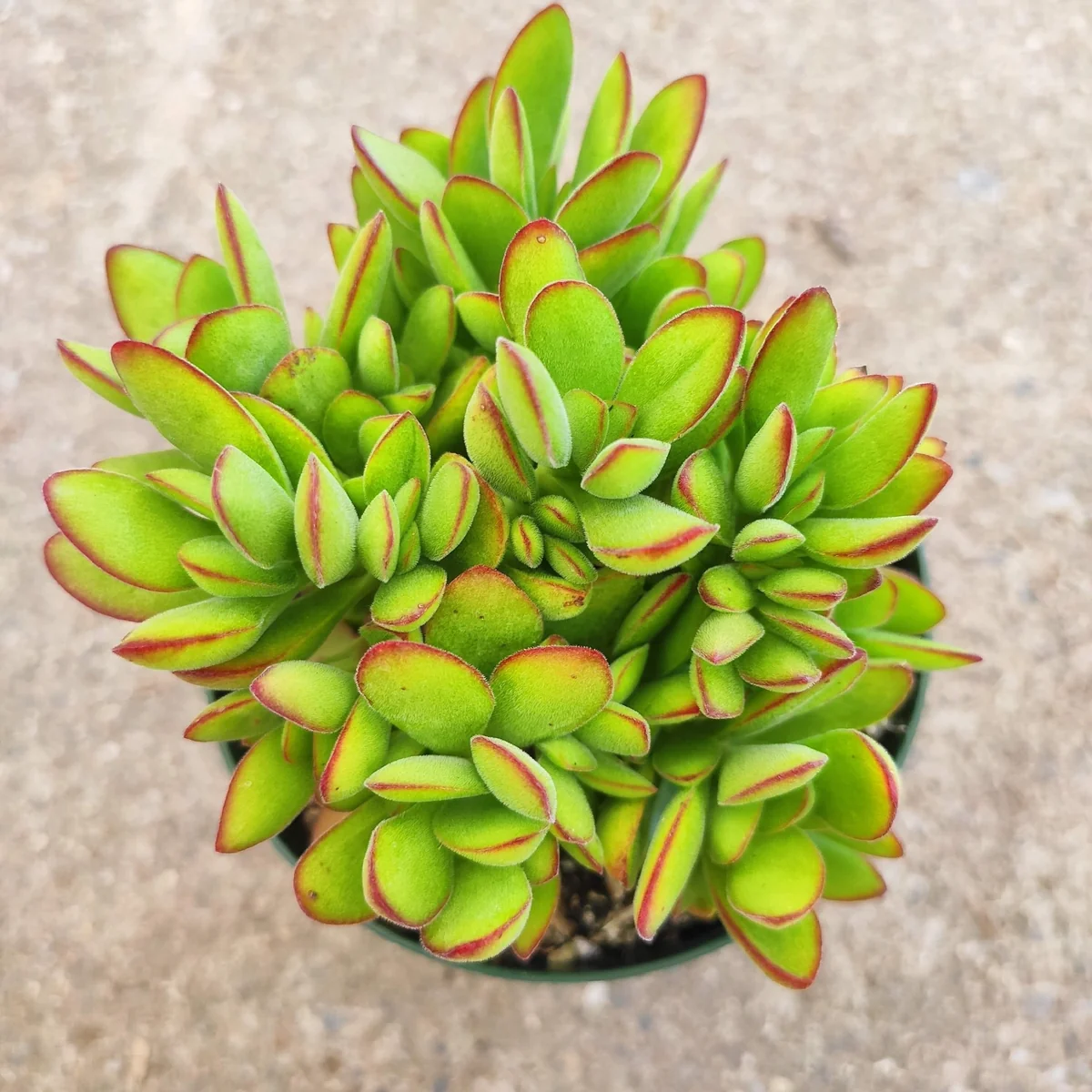 Crassula swaziensis 'Money Maker' Succulent Plant - Live Indoor/Outdoor Plant - Image 4